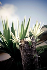 New life